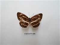 藏品(細帶環蛺蝶)的圖片